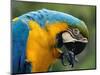 Blue and Yellow Macaw, S America-Staffan Widstrand-Mounted Premium Photographic Print