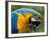 Blue and Yellow Macaw, S America-Staffan Widstrand-Framed Photographic Print