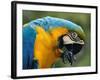 Blue and Yellow Macaw, S America-Staffan Widstrand-Framed Photographic Print