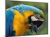Blue and Yellow Macaw, S America-Staffan Widstrand-Mounted Photographic Print