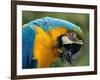 Blue and Yellow Macaw, S America-Staffan Widstrand-Framed Photographic Print