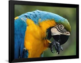 Blue and Yellow Macaw, S America-Staffan Widstrand-Framed Photographic Print
