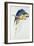 Blue and Yellow Macaw-Edward Lear-Framed Giclee Print