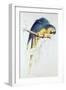 Blue and Yellow Macaw-Edward Lear-Framed Giclee Print