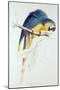 Blue and Yellow Macaw-Edward Lear-Mounted Giclee Print