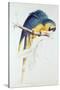 Blue and Yellow Macaw-Edward Lear-Stretched Canvas