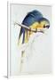 Blue and Yellow Macaw-Edward Lear-Framed Giclee Print