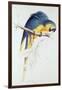 Blue and Yellow Macaw-Edward Lear-Framed Giclee Print