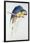 Blue and Yellow Macaw-Edward Lear-Framed Giclee Print