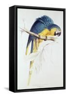 Blue and Yellow Macaw-Edward Lear-Framed Stretched Canvas