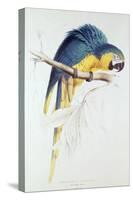 Blue and Yellow Macaw-Edward Lear-Stretched Canvas