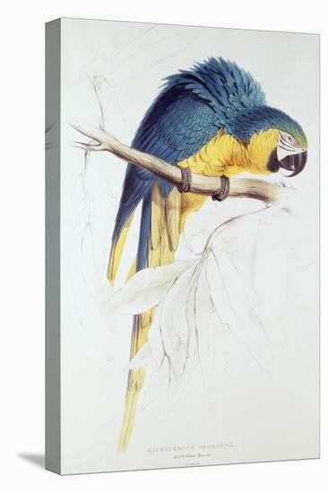 Blue and Yellow Macaw-Edward Lear-Stretched Canvas