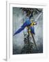 Blue and Yellow Macaws 2-Harro Maass-Framed Premium Giclee Print