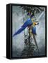 Blue and Yellow Macaws 2-Harro Maass-Framed Stretched Canvas