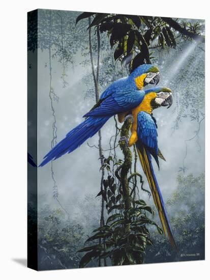 Blue and Yellow Macaws 2-Harro Maass-Stretched Canvas