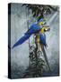 Blue and Yellow Macaws 2-Harro Maass-Stretched Canvas