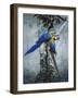 Blue and Yellow Macaws 2-Harro Maass-Framed Giclee Print