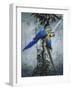 Blue and Yellow Macaws 2-Harro Maass-Framed Giclee Print