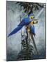 Blue and Yellow Macaws 2-Harro Maass-Mounted Giclee Print