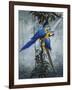 Blue and Yellow Macaws 2-Harro Maass-Framed Giclee Print