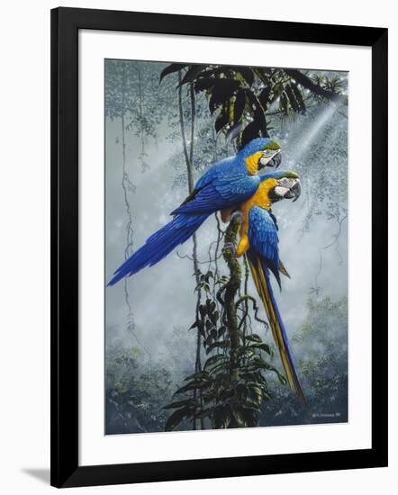 Blue and Yellow Macaws 2-Harro Maass-Framed Giclee Print