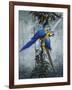 Blue and Yellow Macaws 2-Harro Maass-Framed Giclee Print