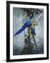 Blue and Yellow Macaws 2-Harro Maass-Framed Giclee Print