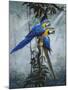 Blue and Yellow Macaws 2-Harro Maass-Mounted Giclee Print