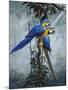 Blue and Yellow Macaws 2-Harro Maass-Mounted Giclee Print