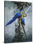 Blue and Yellow Macaws 2-Harro Maass-Stretched Canvas