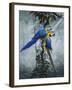 Blue and Yellow Macaws 2-Harro Maass-Framed Giclee Print