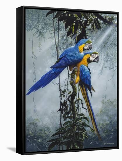 Blue and Yellow Macaws 2-Harro Maass-Framed Stretched Canvas