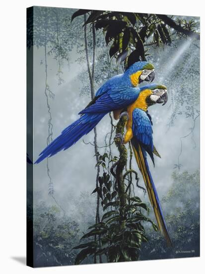 Blue and Yellow Macaws 2-Harro Maass-Stretched Canvas