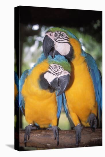 Blue and Yellow Macaws-Andrey Zvoznikov-Stretched Canvas