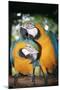 Blue and Yellow Macaws-Andrey Zvoznikov-Mounted Photographic Print