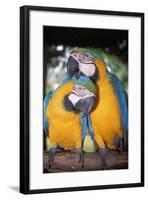 Blue and Yellow Macaws-Andrey Zvoznikov-Framed Photographic Print