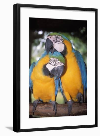 Blue and Yellow Macaws-Andrey Zvoznikov-Framed Photographic Print