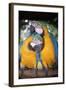 Blue and Yellow Macaws-Andrey Zvoznikov-Framed Photographic Print