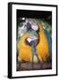 Blue and Yellow Macaws-Andrey Zvoznikov-Framed Photographic Print