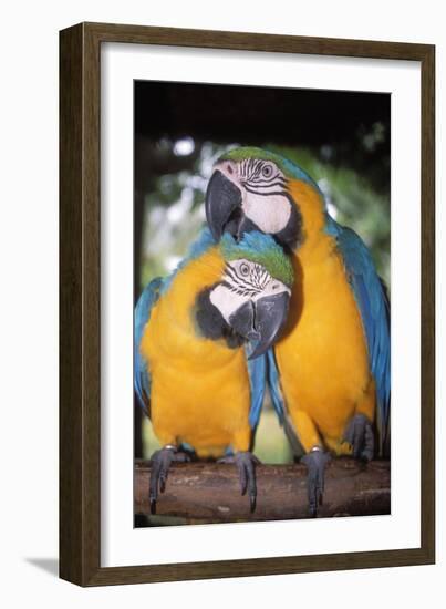 Blue and Yellow Macaws-Andrey Zvoznikov-Framed Photographic Print