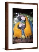 Blue and Yellow Macaws-Andrey Zvoznikov-Framed Photographic Print