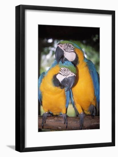 Blue and Yellow Macaws-Andrey Zvoznikov-Framed Photographic Print