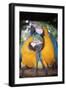 Blue and Yellow Macaws-Andrey Zvoznikov-Framed Photographic Print