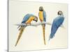 Blue and Yellow Macaws-Mary Clare Critchley-Salmonson-Stretched Canvas