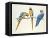 Blue and Yellow Macaws-Mary Clare Critchley-Salmonson-Framed Stretched Canvas