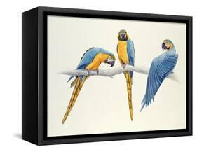 Blue and Yellow Macaws-Mary Clare Critchley-Salmonson-Framed Stretched Canvas