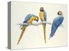 Blue and Yellow Macaws-Mary Clare Critchley-Salmonson-Stretched Canvas