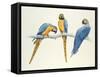 Blue and Yellow Macaws-Mary Clare Critchley-Salmonson-Framed Stretched Canvas