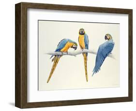 Blue and Yellow Macaws-Mary Clare Critchley-Salmonson-Framed Giclee Print