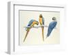 Blue and Yellow Macaws-Mary Clare Critchley-Salmonson-Framed Giclee Print